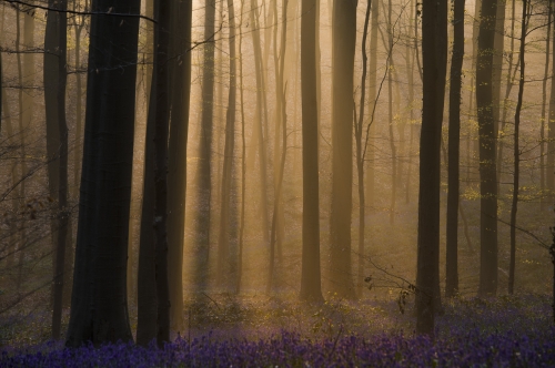 Frédéroc-Demeuse-WALD-nature-photography